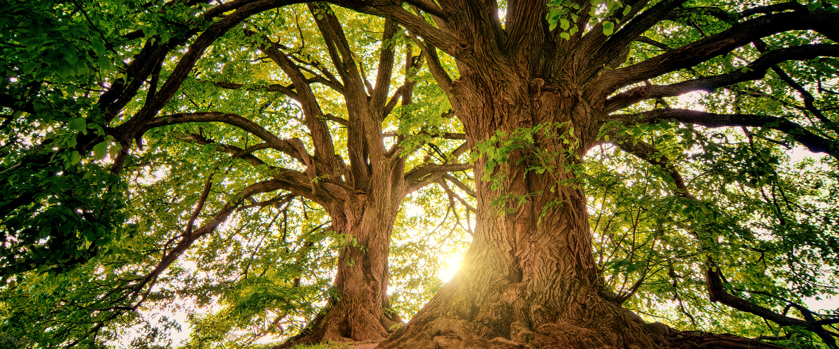 Masterclass video image